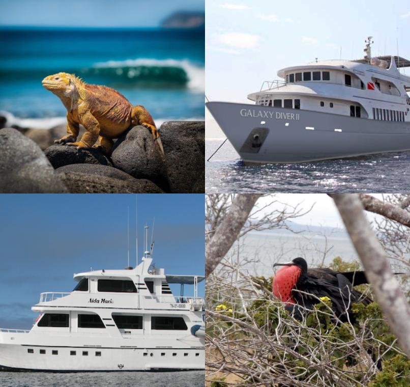 Galapagos Lastminutes & Jungle Tours