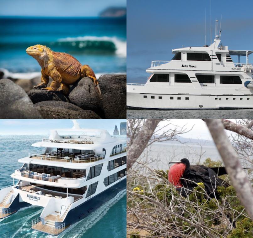 Galapagos Lastminutes & Jungle Tours