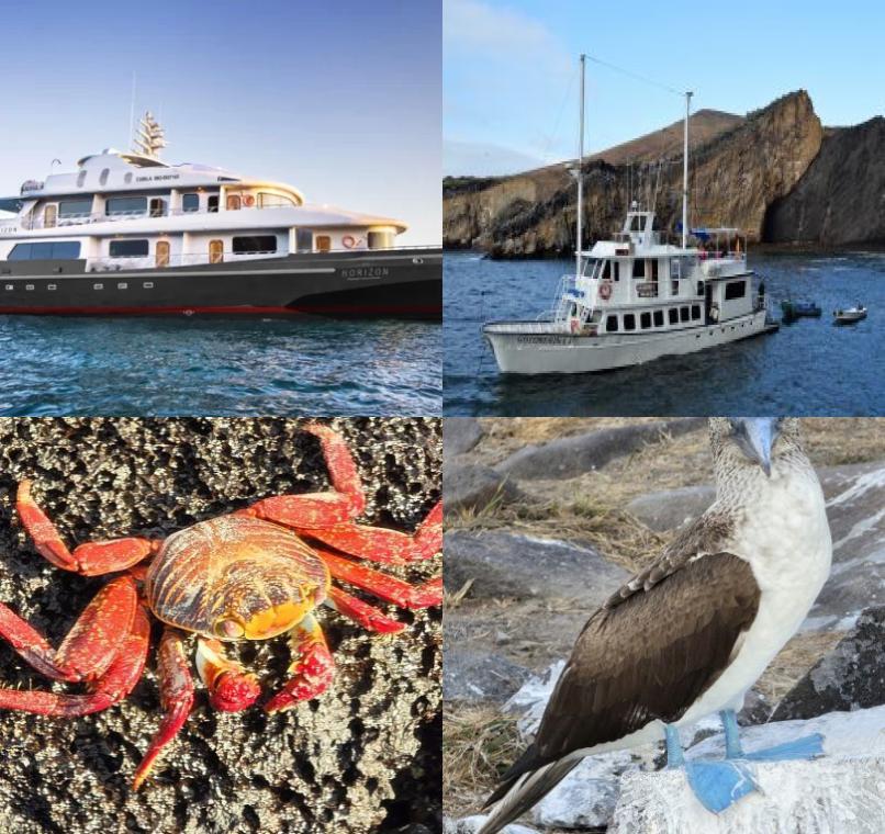 Galapagos Lastminutes & Jungle Tours