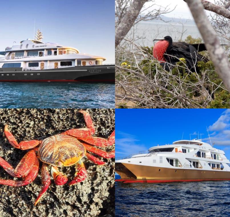 Galapagos Lastminutes & Jungle Tours