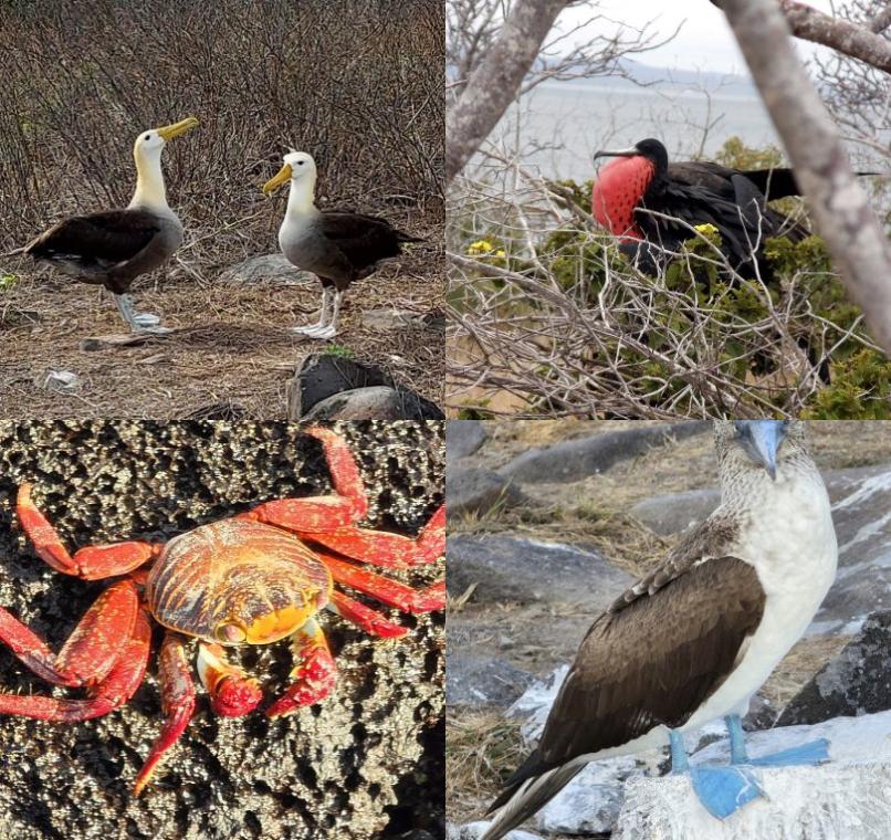 Galapagos Lastminutes & Jungle Tours