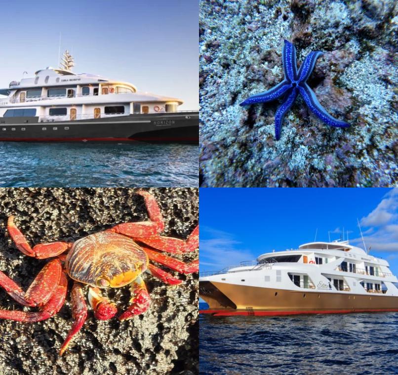Galapagos Lastminutes & Jungle Tours