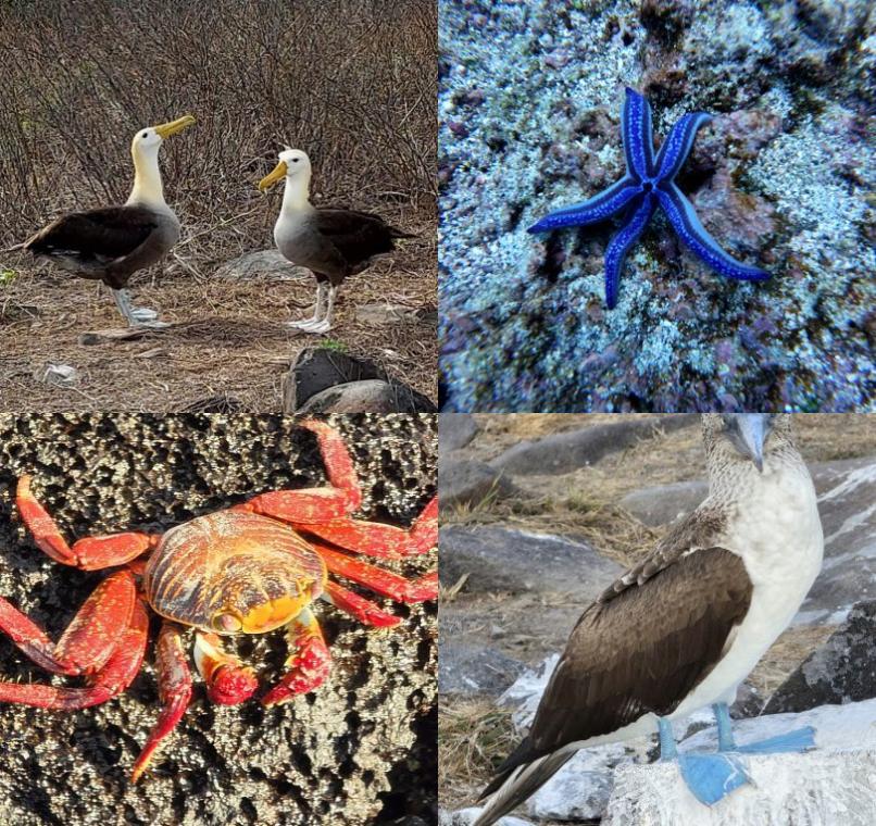 Galapagos Lastminutes & Jungle Tours