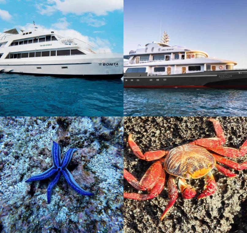 Galapagos Lastminutes & Jungle Tours