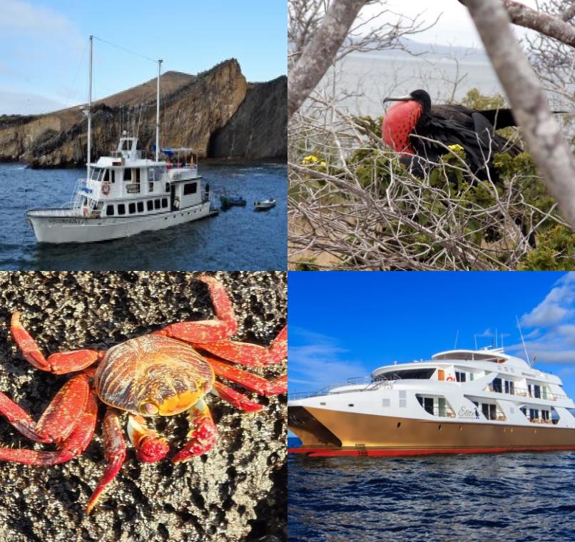 Galapagos Lastminutes & Jungle Tours