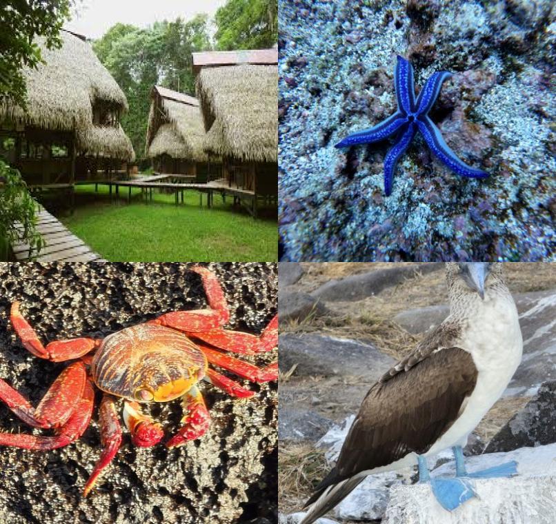 Galapagos Lastminutes & Jungle Tours