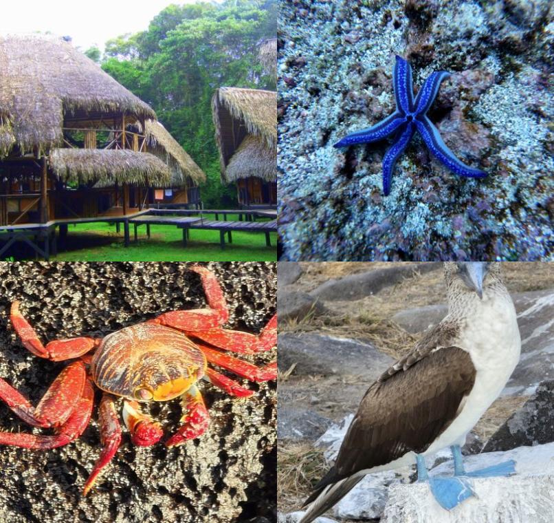 Galapagos Lastminutes & Jungle Tours