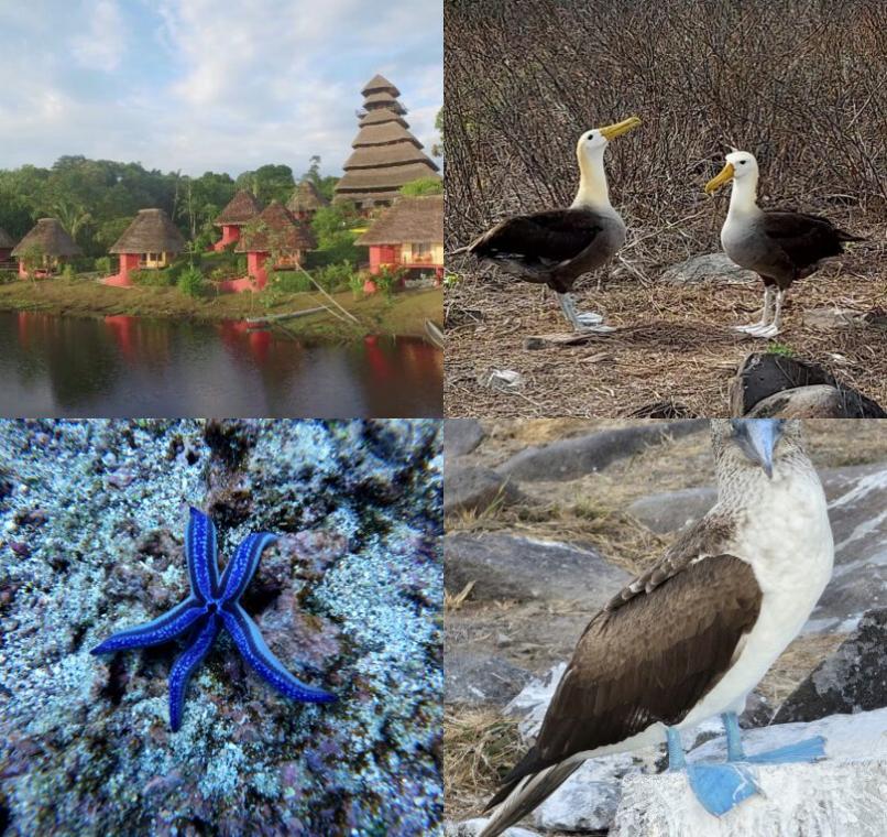 Galapagos Lastminutes & Jungle Tours