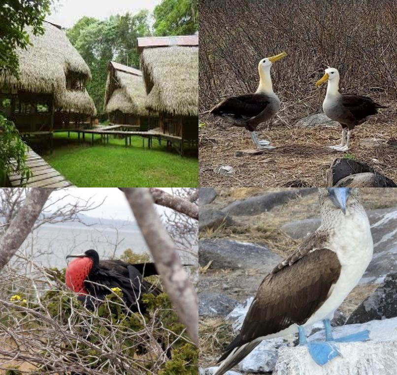 Galapagos Lastminutes & Jungle Tours