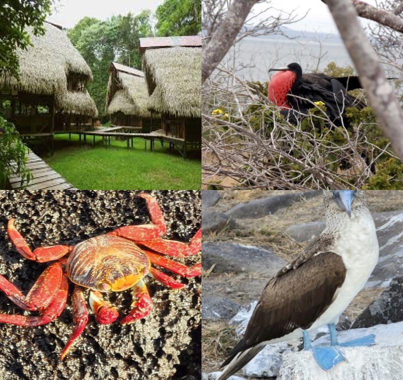 Galapagos Lastminutes & Jungle Tours