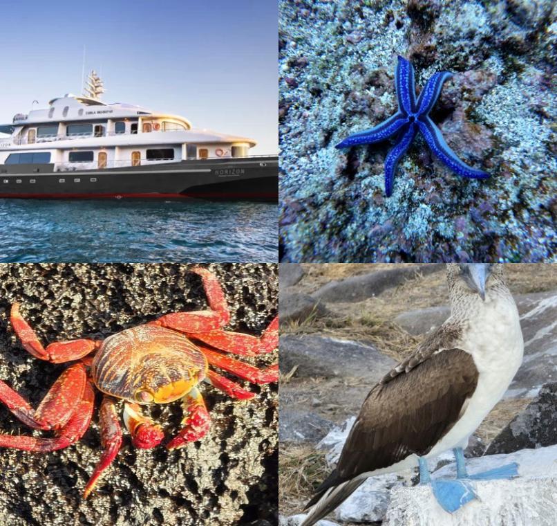 Galapagos Lastminutes & Jungle Tours