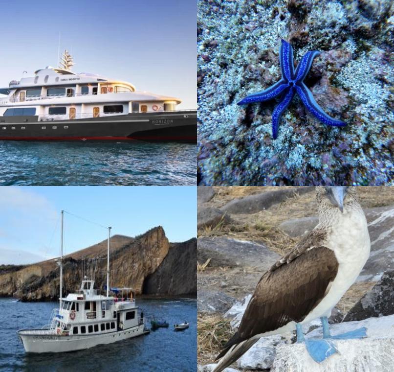 Galapagos Lastminutes & Jungle Tours