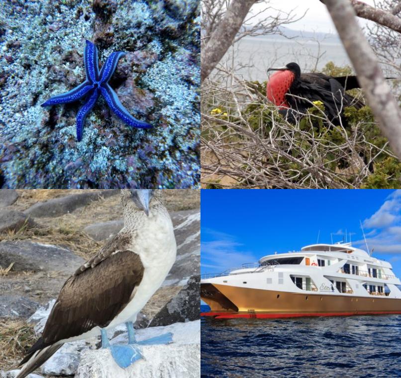 Galapagos Lastminutes & Jungle Tours