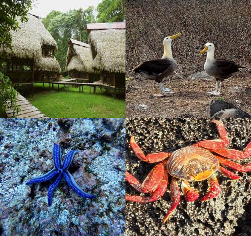 Galapagos Lastminutes & Jungle Tours