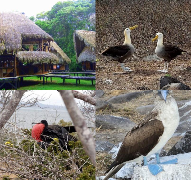 Galapagos Lastminutes & Jungle Tours