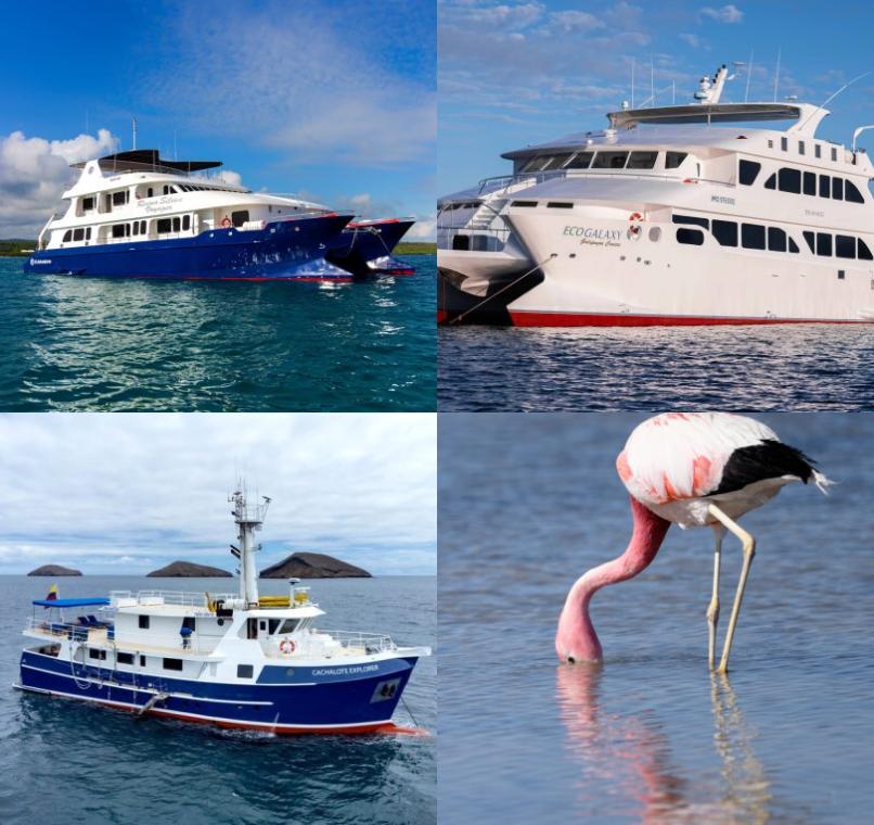 Galapagos Lastminutes & Jungle Tours