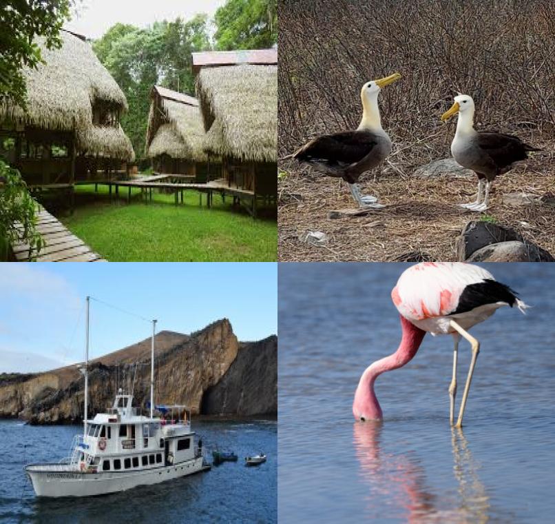 Galapagos Lastminutes & Jungle Tours