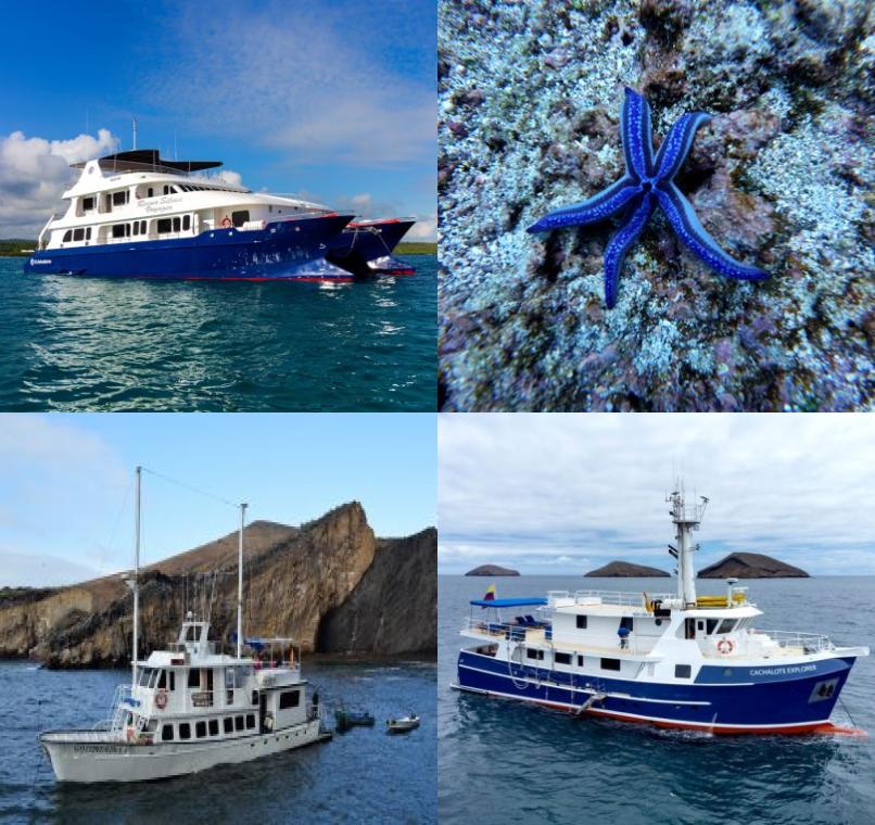 Galapagos Lastminutes & Jungle Tours