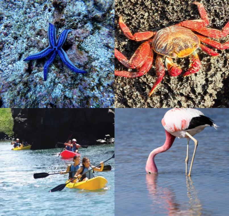 Galapagos Lastminutes & Jungle Tours