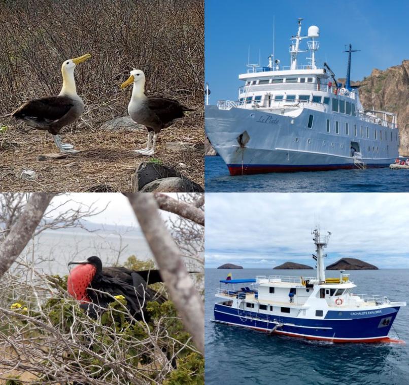 Galapagos Lastminutes & Jungle Tours