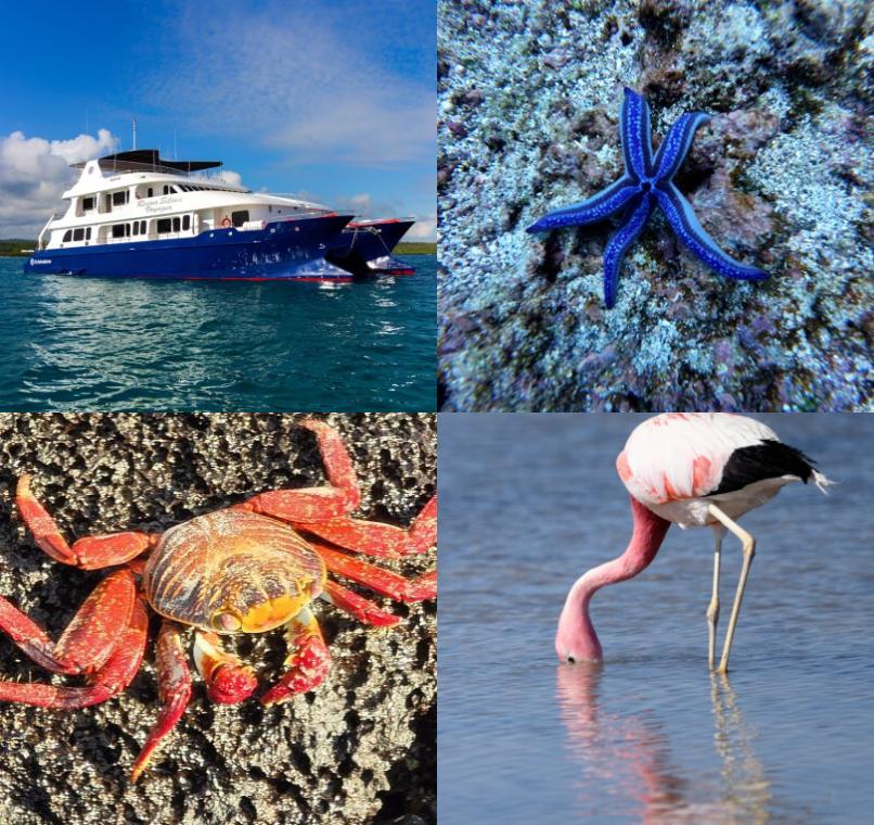 Galapagos Lastminutes & Jungle Tours