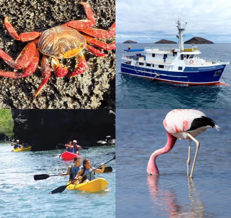 Galapagos Lastminutes & Jungle Tours